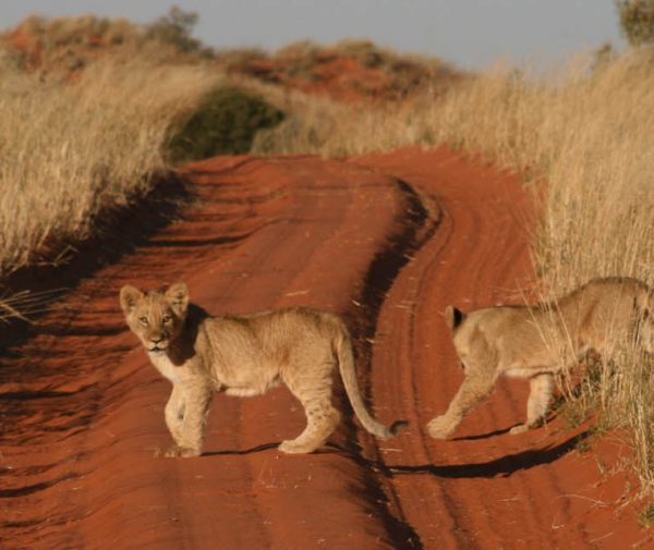 Northern Kalahari